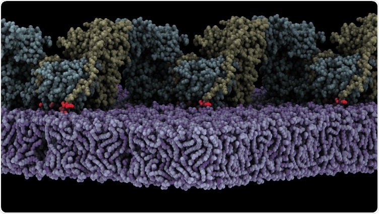 Study shows how FAK protein is activated on lipid membranes