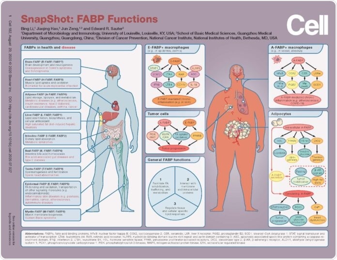 Study provides a SnapShot of FABP proteins linked to obesity