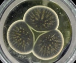 Researchers sequence the genome of original penicillin strain