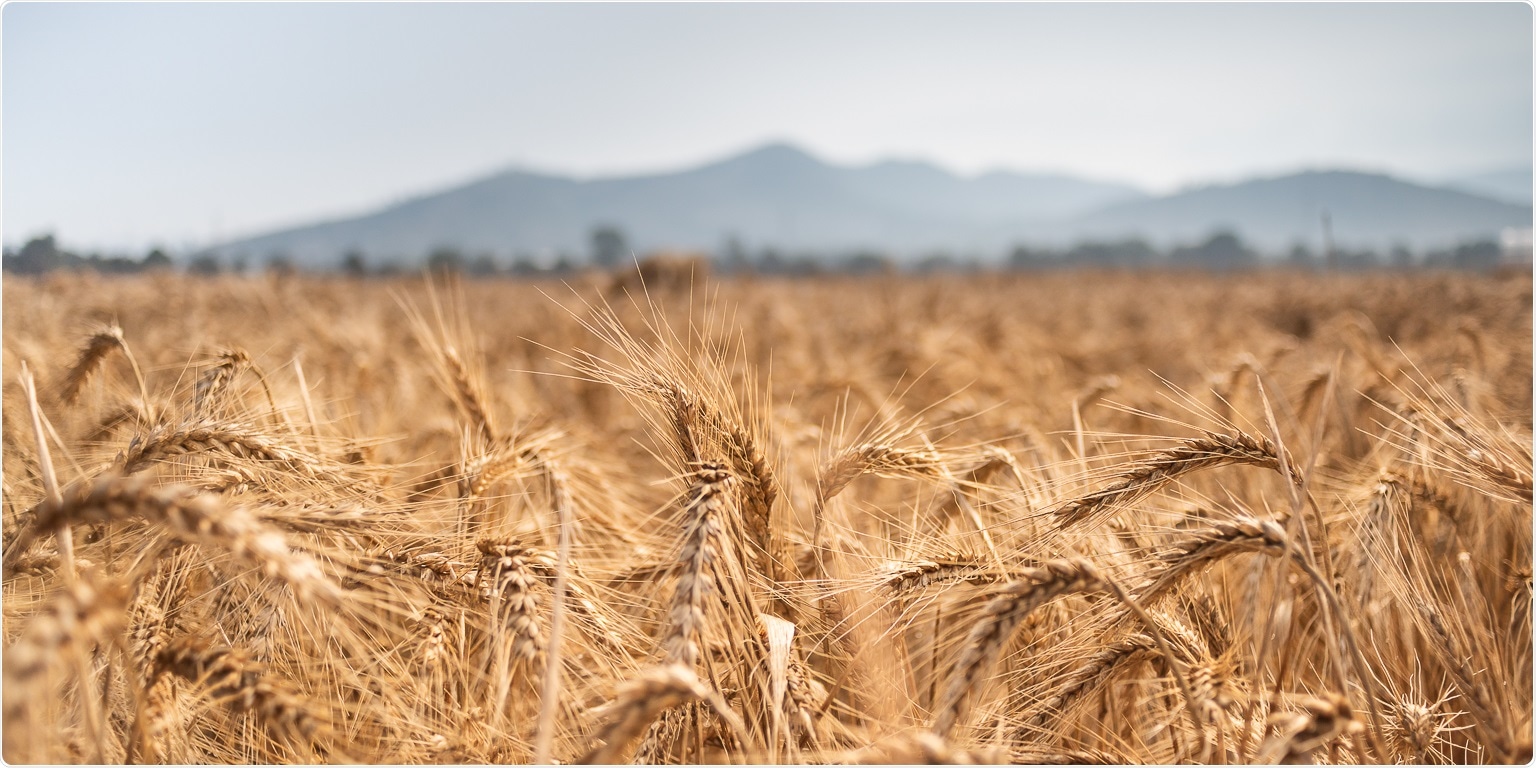 Genomic study can advance wheat research and breeding