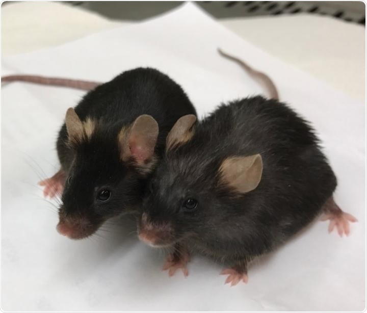 Mice study shows naturally-occurring metabolite improves longevity