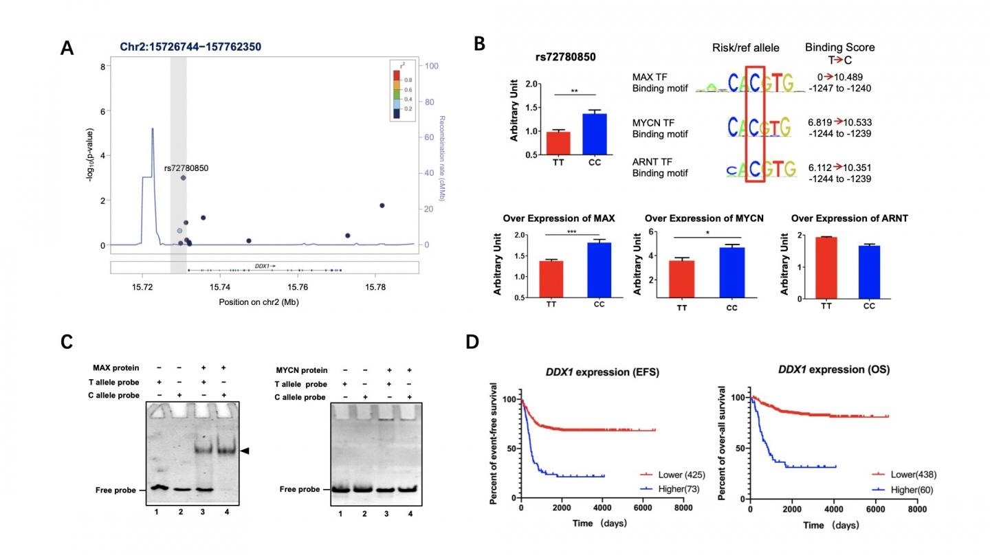 Highly expressed DDX1 gene is associated with poor survival of neuroblastoma