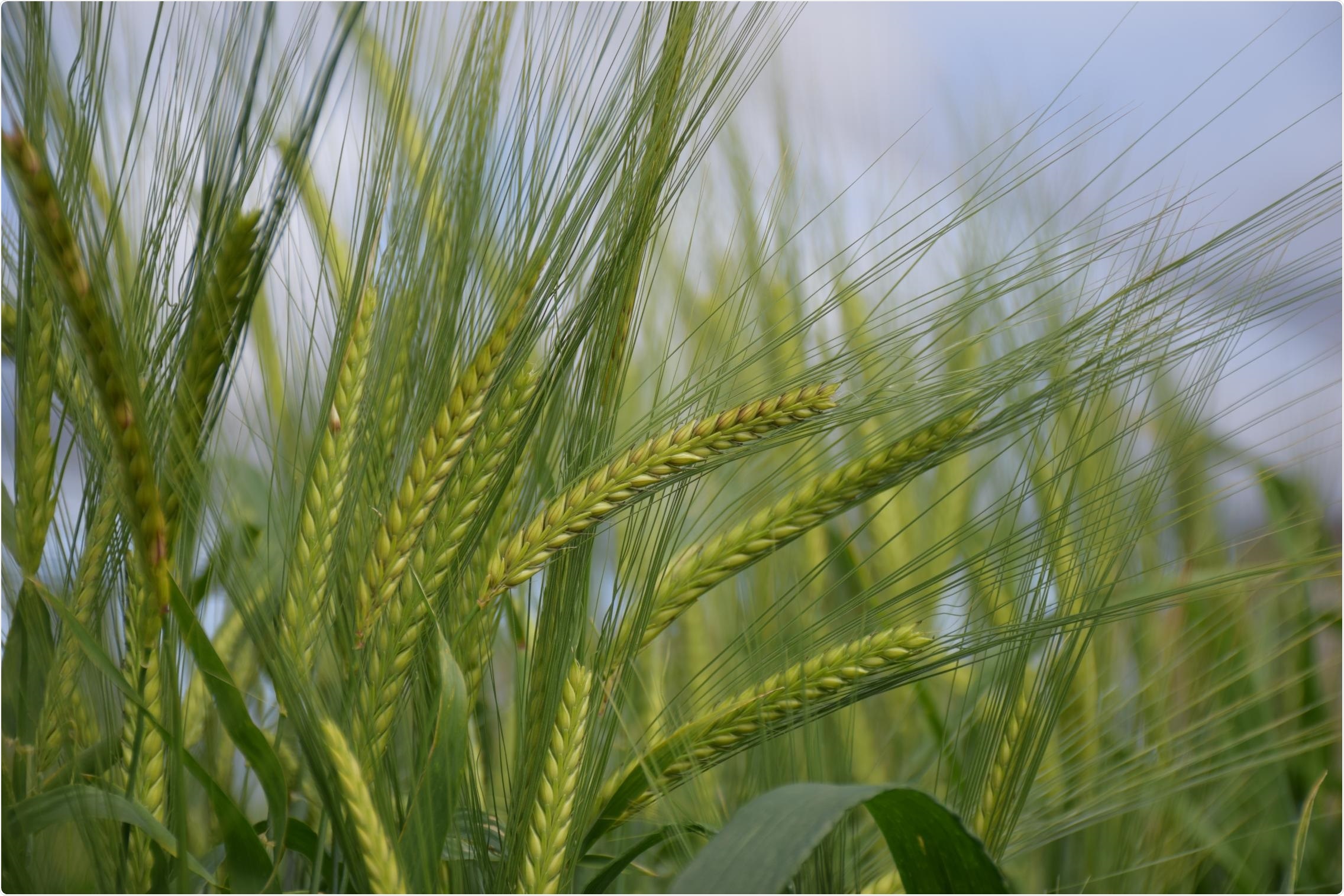 CRISPR technique can improve the quality of barley grain