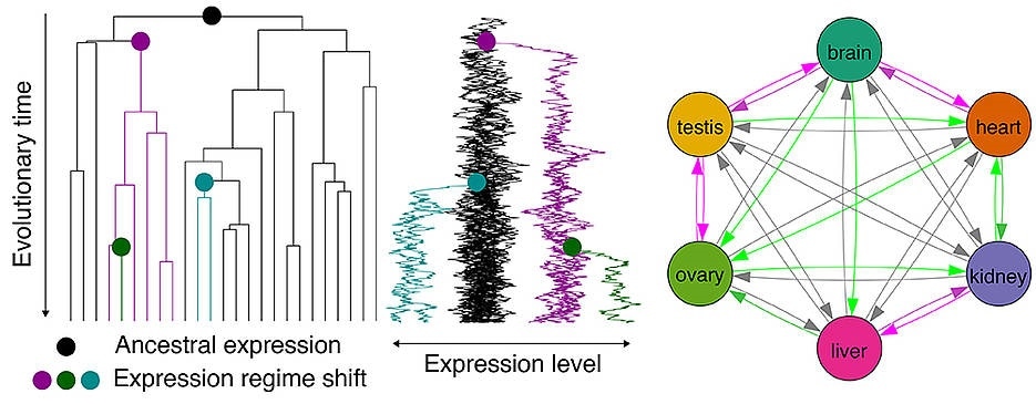 Study sheds new light on the evolution of gene expression patterns