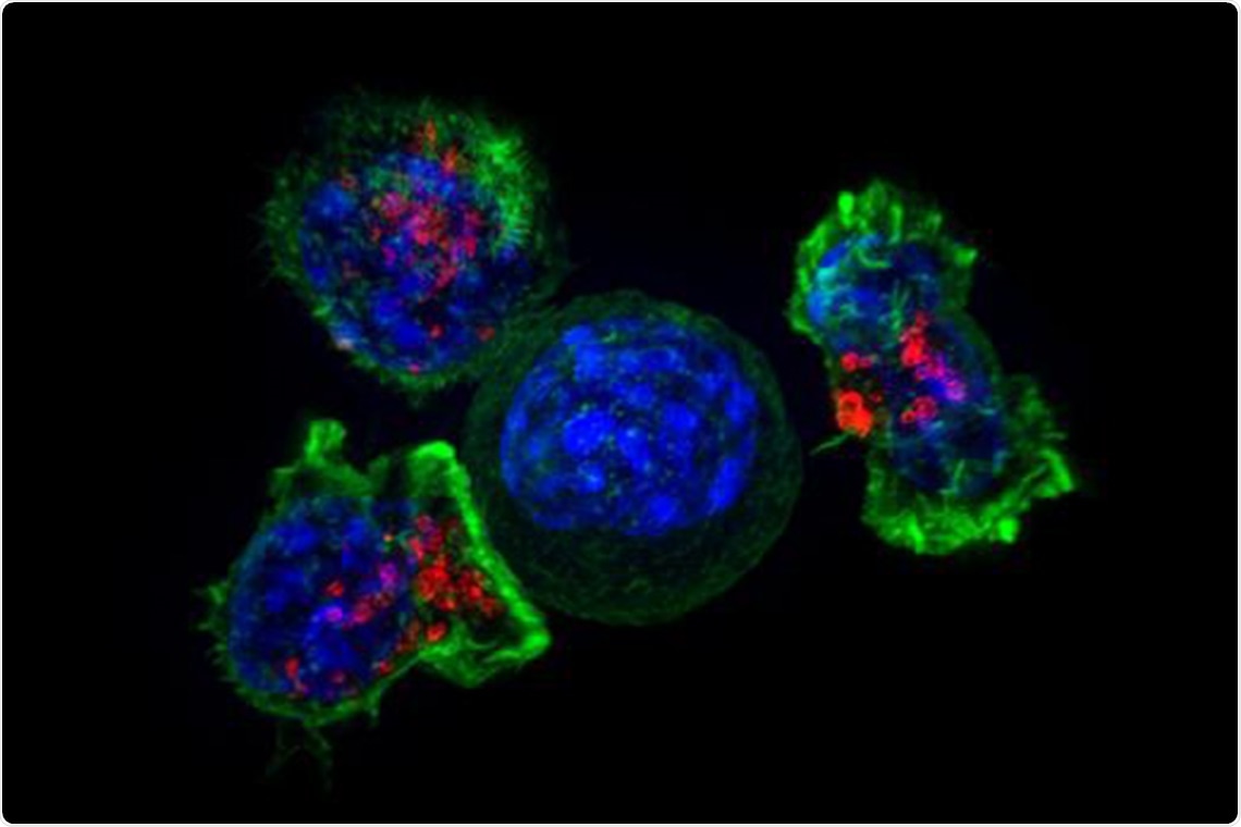 Study may help develop new immunotherapies for different types of tumors