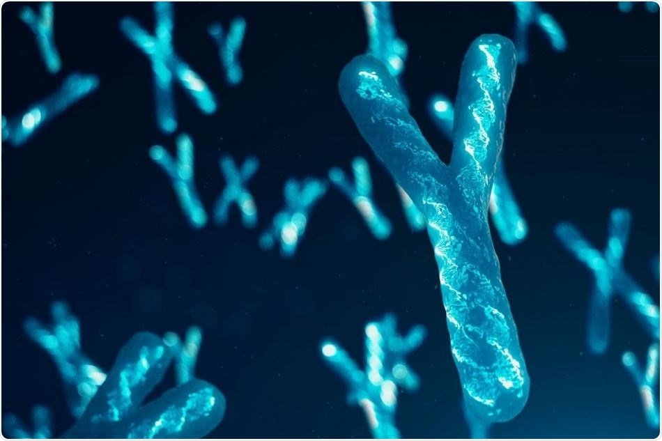 Study sheds new light on the role of Y chromosome genes