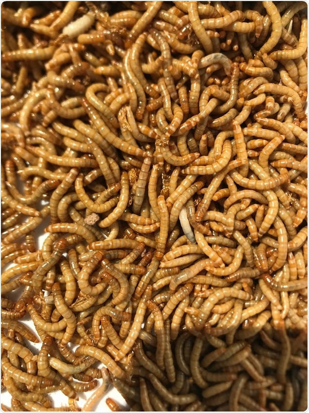 Study shows yellow mealworm can serve as alternative protein source to meet global food demand