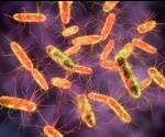 Researchers identify new mechanism that protects against Salmonella infection