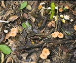 Biodiversity increases plant decomposition rate