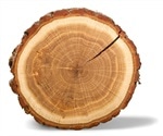 Tree rings show scale of arctic pollution is worse than previously thought