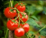 Analysis of wild tomatoes elucidates genetic basis underlying fruit traits