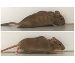 Gene therapy helps paralyzed mice to walk again