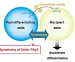 Extracellular vesicles synchronize cell activity, says study