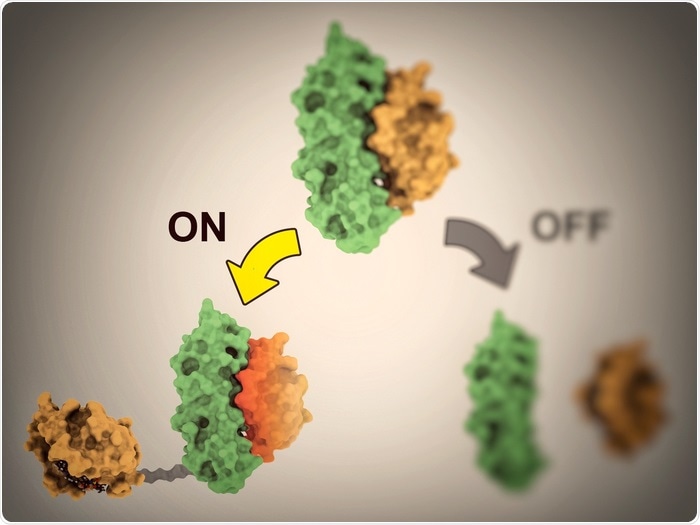 Novel computationally modeled proteins help control cellular processes