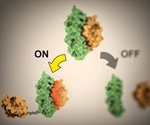 Novel computationally modeled proteins help control cellular processes