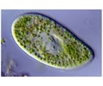 Protists can help predict future CO2 emissions, says study