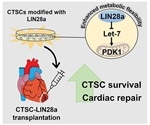 Stem cell therapy for heart disease enhanced with protein from fetal heart