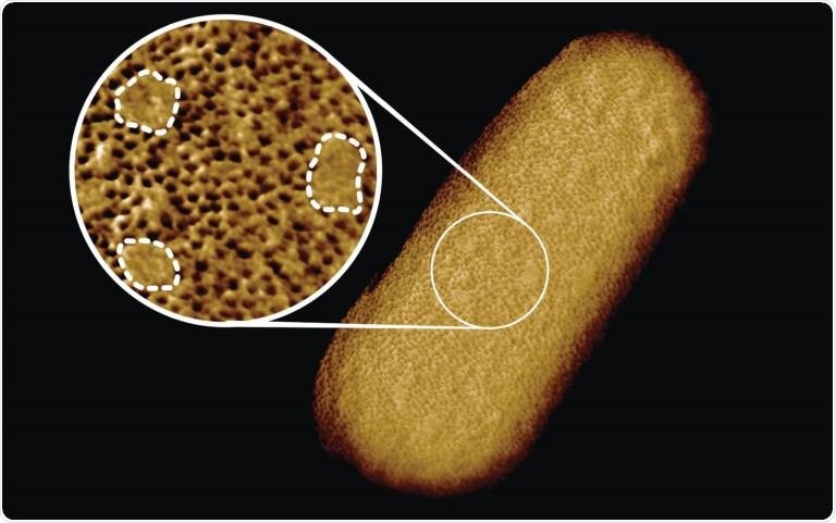 Study reveals the complex architecture of the outer membrane of bacteria