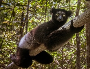 Exploring Rhythm in Endangered Singing Lemurs