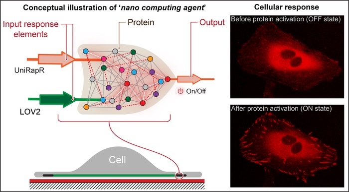 Study results facilitate construction of complex nanoscale computing agents