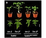 Study explores mechanism by which ToBRFV tomato virus overcomes tobamovirus resistance