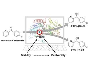 New technique to design enzyme stereoselectivity and substrate acceptance