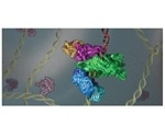 Experts analyze key protein complexes involved in DNA replication and repair