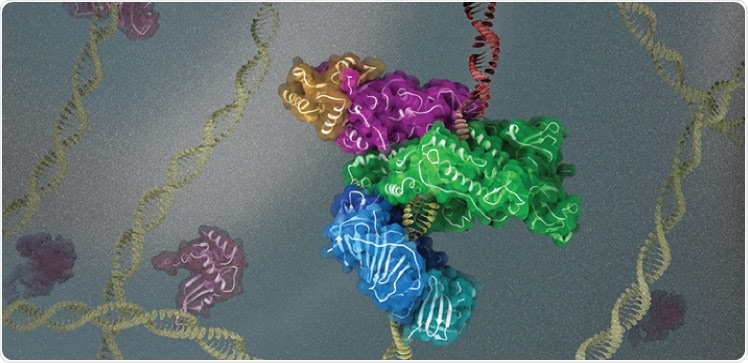 Experts analyze key protein complexes involved in DNA replication and repair