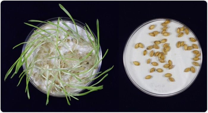 Researchers perform targeted mutagenesis to prolong dormancy in barley