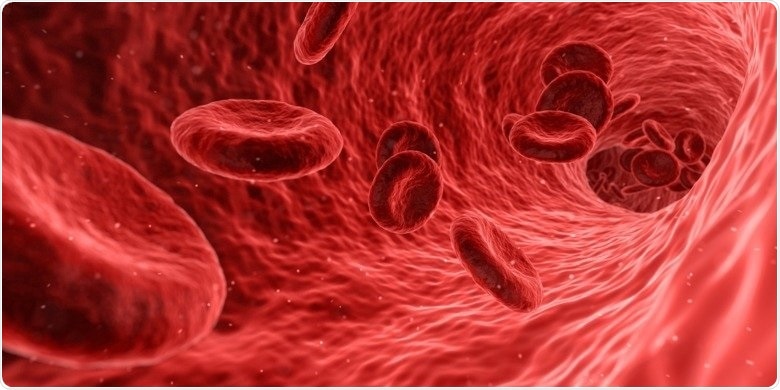Study identifies molecular changes in red blood cells that cause vascular damage in type 2 diabetes