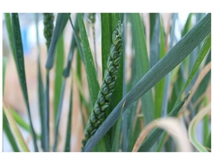 Researchers identify a gene in wheat with profound effects on the production of seeds