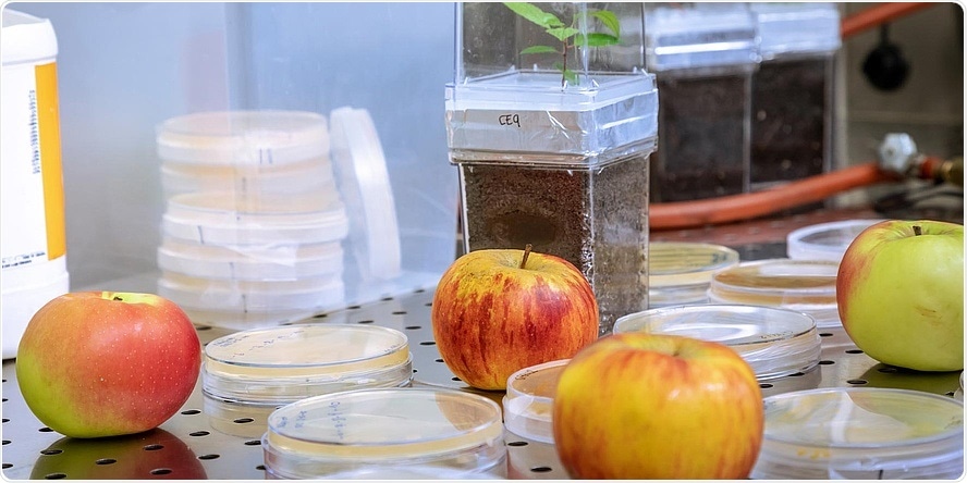 Apple trees inherit microbiome to the same extent as genes, says research