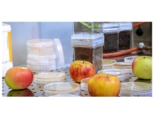 Apple trees inherit microbiome to the same extent as genes, says research