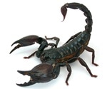 Research identifies genes involved in the production of scorpion venom