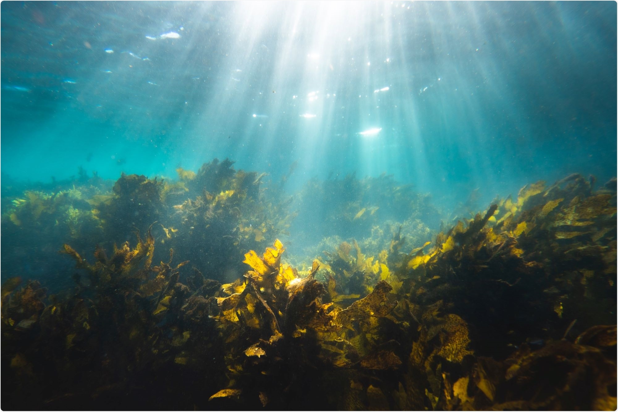 Substances from marine plants show promising results against Covid, says study