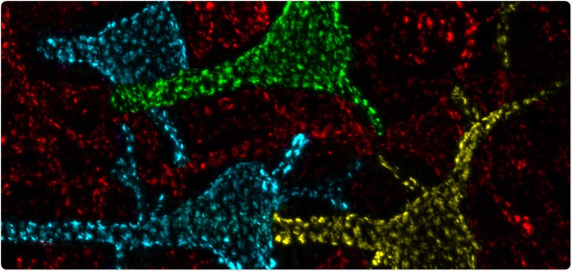 Mysterious protein clusters found on neurons are calcium-signaling “hotspots”, study reveals