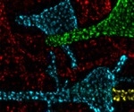 Mysterious protein clusters found on neurons are calcium-signaling “hotspots”, study reveals