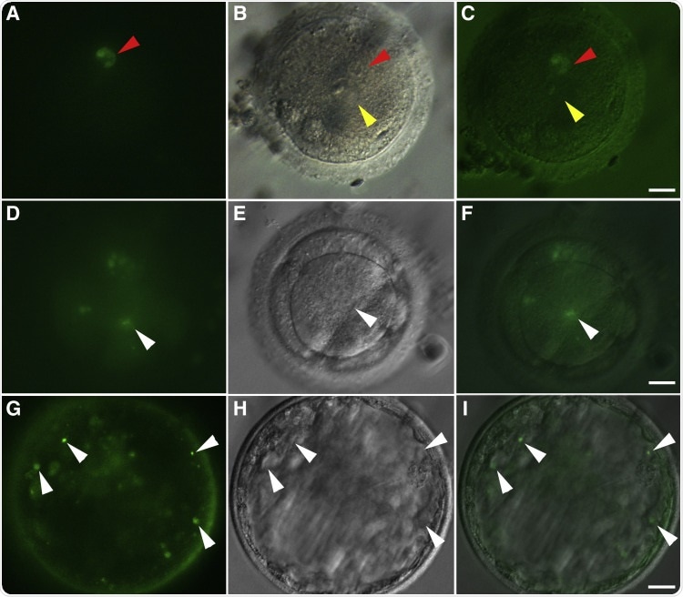 Successful fertilization of rhesus oocytes by in vitro-derived round spermatid-like cells from nonhuman primate embryonic stem cell