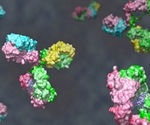What Role do Genes Play in the Development of Antibodies?