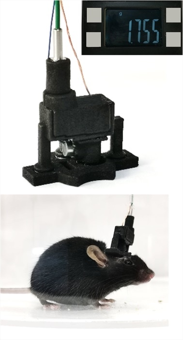 Detachable head-mounted photoacoustic microscope images brain activity in mice