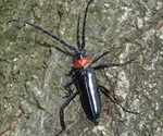 Researchers predict the spread of beetle species harming local flora