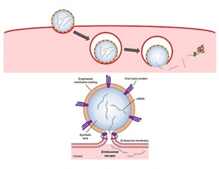 Nanoparticles mimicking flu viruses to deliver large biological drug molecules