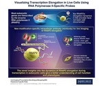 Live-cell probes enable visualization of the elongation phase of transcription