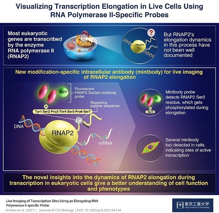 Live-cell probes enable visualization of the elongation phase of transcription
