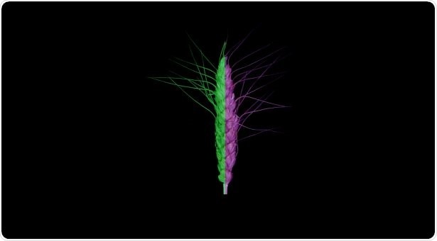 Experts identify subgenome asymmetry at translational level in wheat