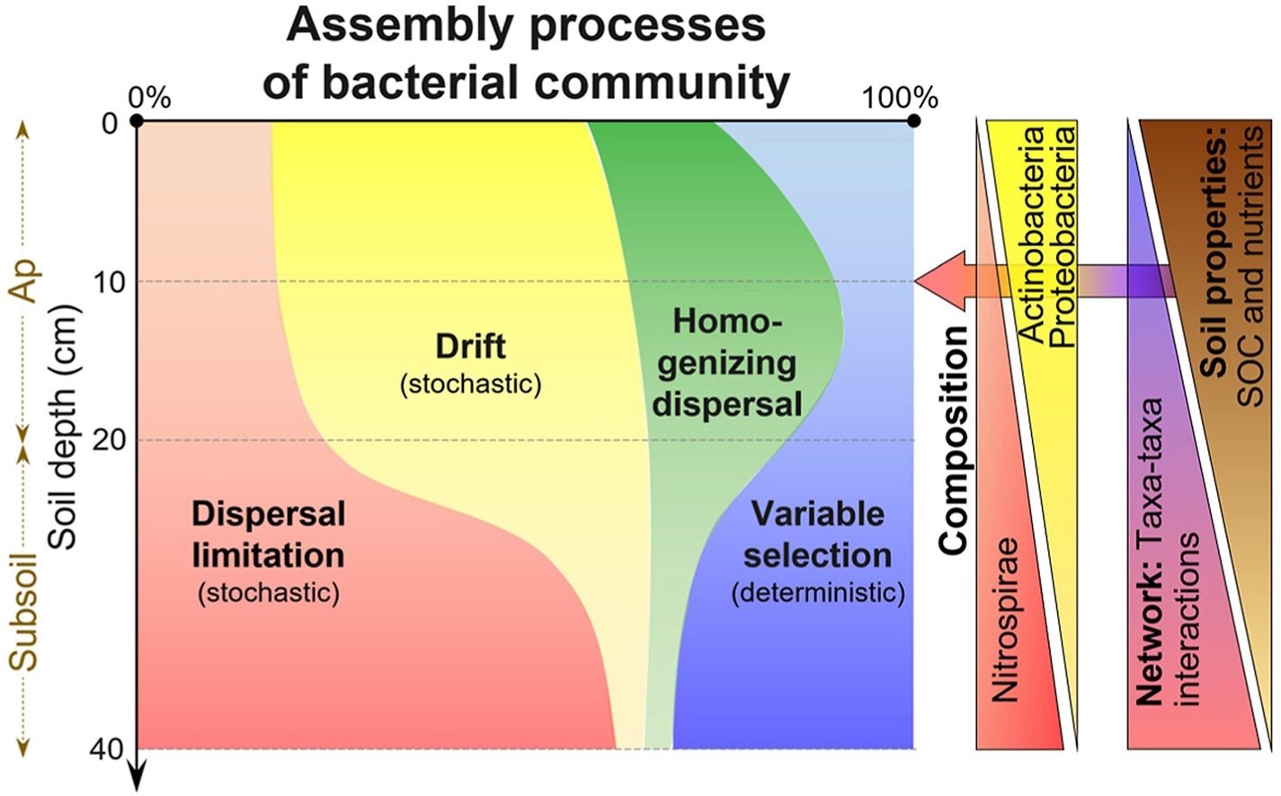 Study evaluates the basic principles of bacterial community assembly