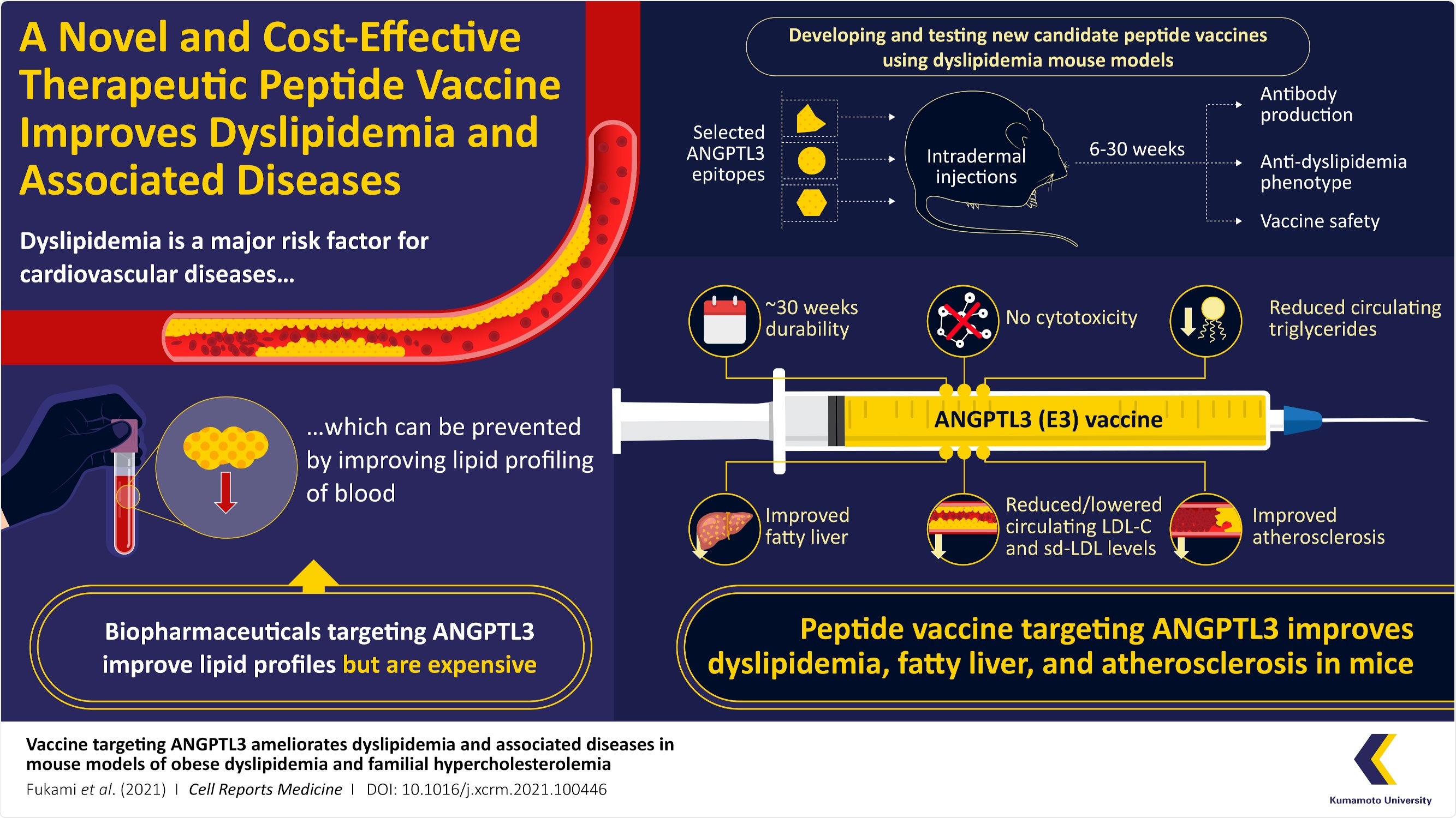 Novel peptide vaccine alleviates conditions of dyslipidemia