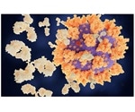 Genes could help determine the intensity of neutralizing antibodies to COVID-19 virus
