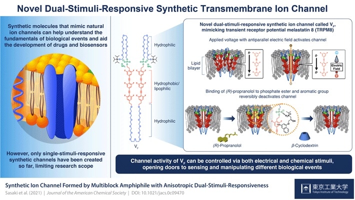 Synthetic biomolecule resembles dual stimuli-responsive channel