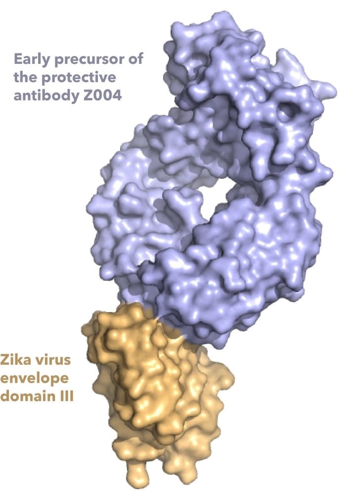 Study shows how antibodies fight Zika virus